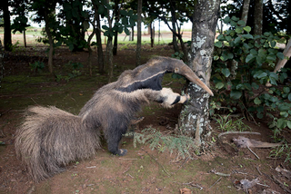 A photograph showing the taxidermied anteater.